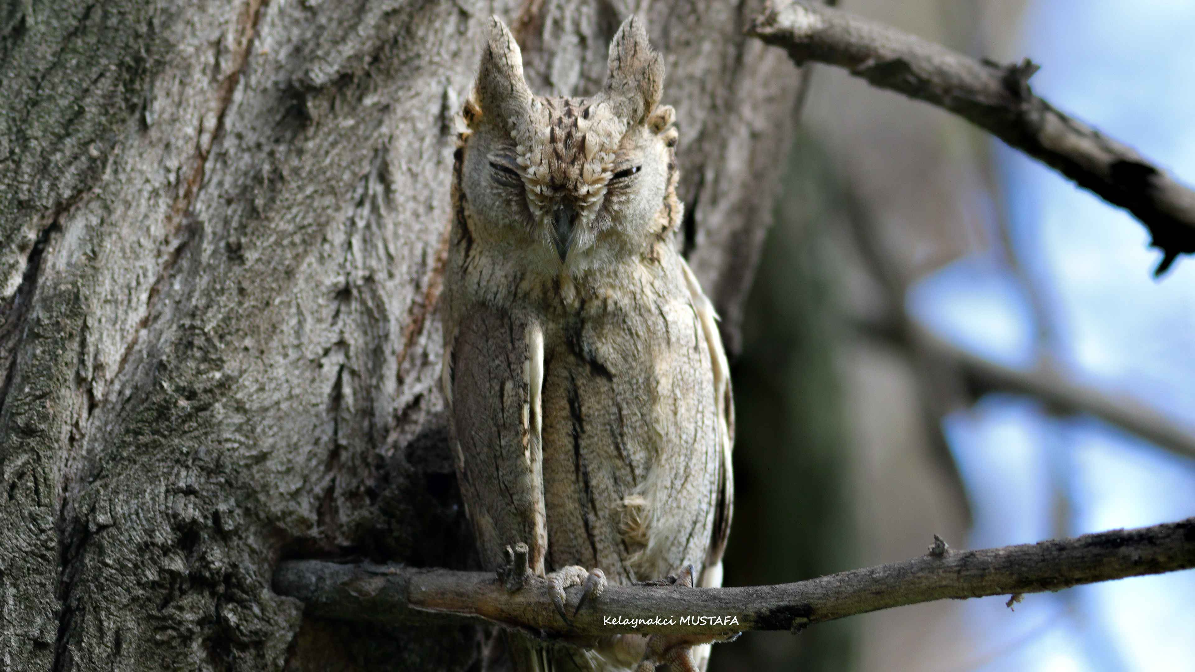 Pallid Scops-Owl